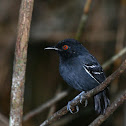 Black-tailed Antbird
