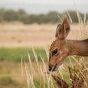 Bushbuck