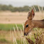 Bushbuck