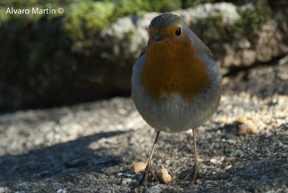 Petirrojo, Robin