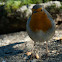 Petirrojo, Robin