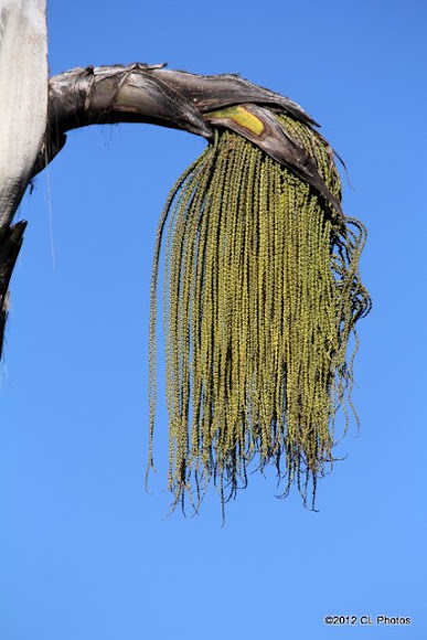Spotting Image 1