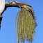 Fishtail Palm
