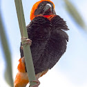 Southern red bishop