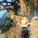 Eastern grey squirrel