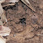 Tarantula