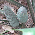 Monstera
