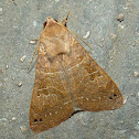Erebid (Noctuid) Moth