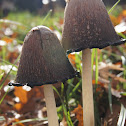Shaggy Mane Mushroom