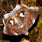 Noctuid Moth
