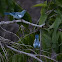 Blue-Gray Tanager