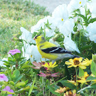 American goldfinch