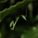 Mantis