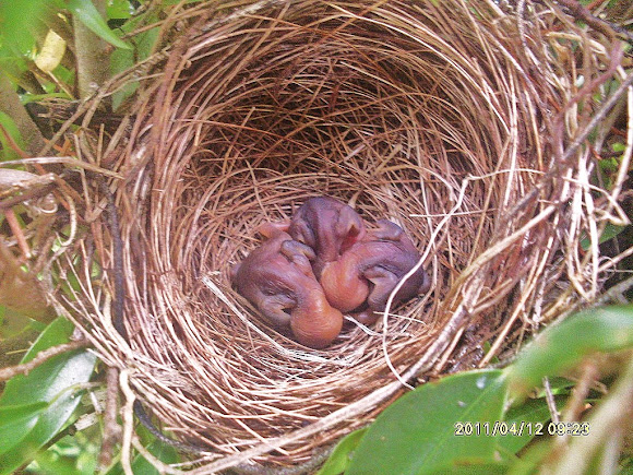 Spotting Image 1