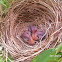 Yellow Vented Bulbul  ( hatchlings )