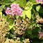 Bumble Bee