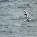 Cape Petrel