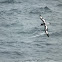 Cape Petrel