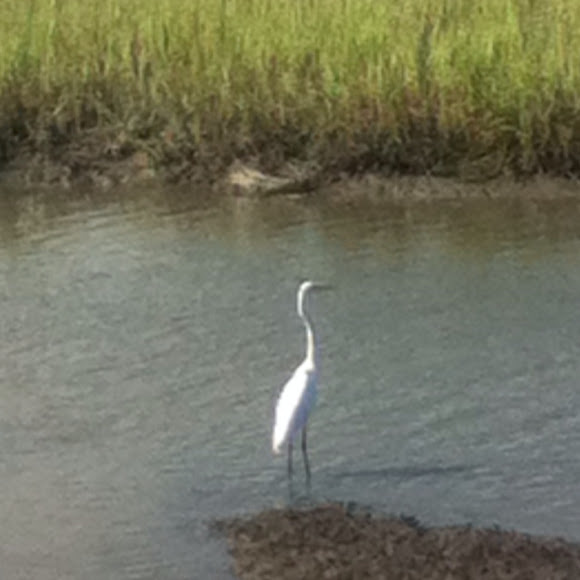 Spotting Image 1