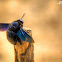 Carpenter Bee
