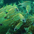 Squirrelfish
