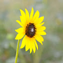 Wild Sunflower