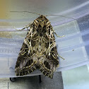 Oriental Leafworm Moth