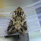 Oriental Leafworm Moth