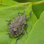 Rough stink bug