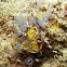 Tunicates or sea squirts