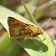 Hobomok Skipper