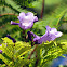Jacaranda