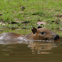 Capybara