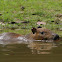 Capybara