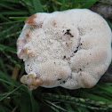 "Aborted" Polypore