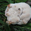 "Aborted" Polypore