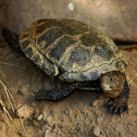 Pacific pond turtle
