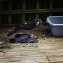 Eurasian Sparrowhawk