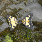 Polilla Leopardo - Conglomerate Panther Moth