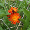 Orange hawkweed