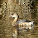 Pied-billed Grebe