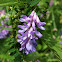 Tufted vetch