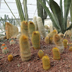 Notocactus