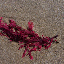 Kelp