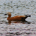 Ruddy Shelduck female