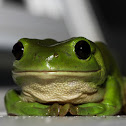 Australian Green Tree Frog