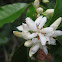 Coffee Flower