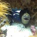 White Mouth Moray Eel