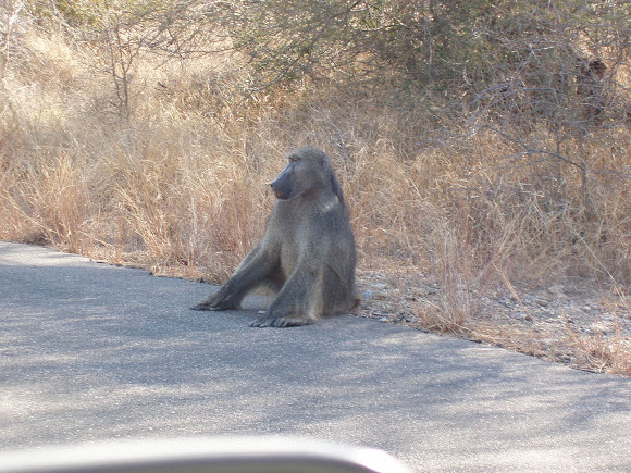 Spotting Image 1