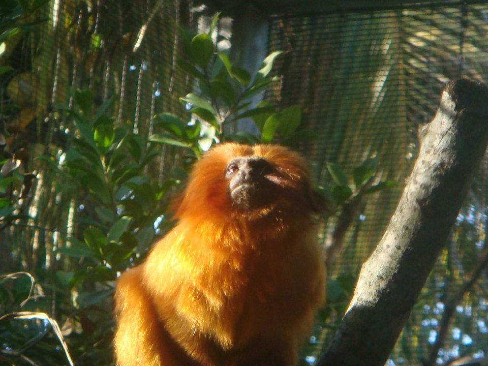 Golden Lion Tamarin